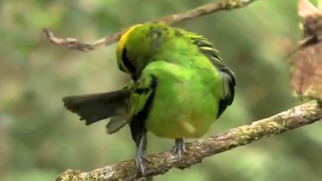 Emerald Tanager смотреть онлайн