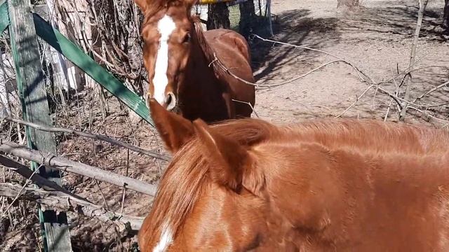 Mogliano veneto e i suoi cavalli смотреть онлайн