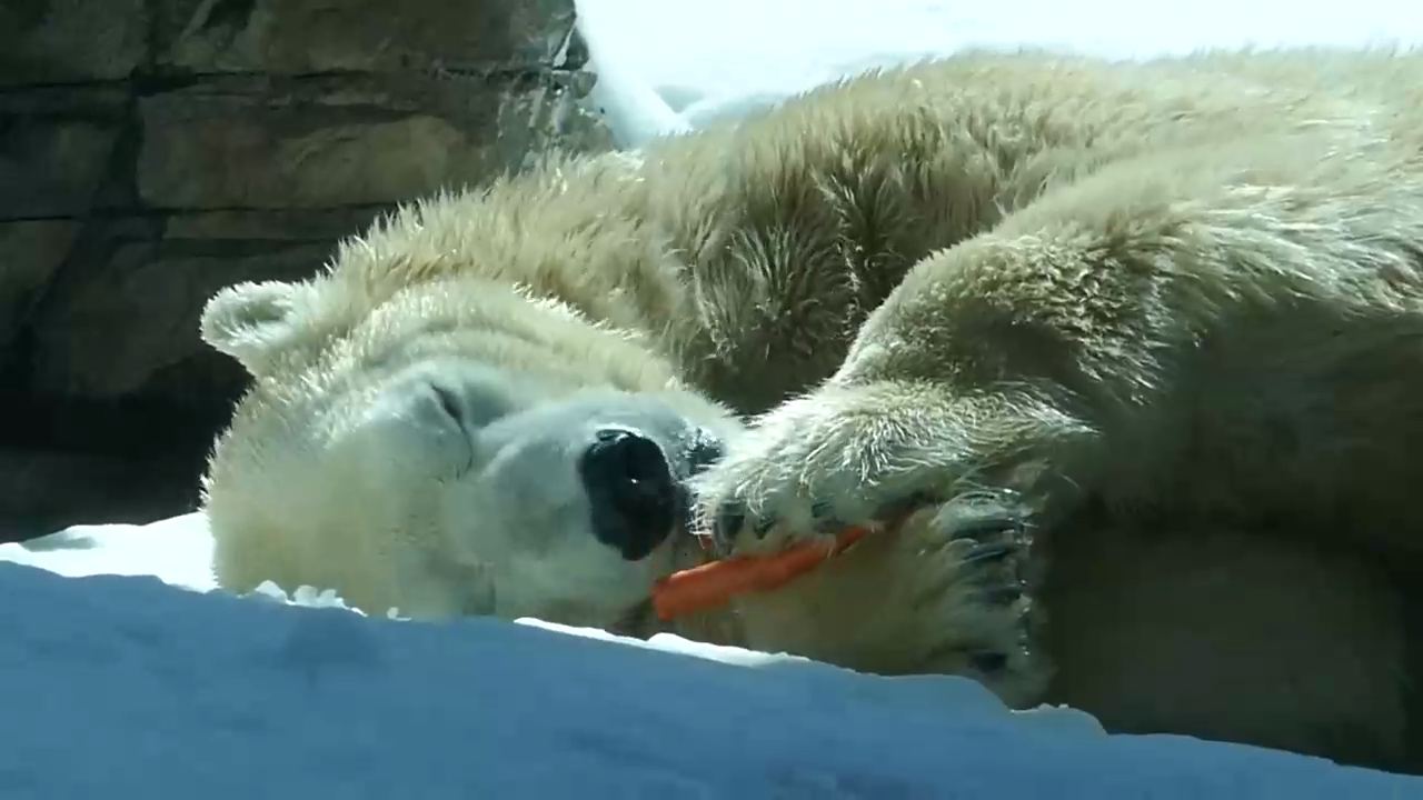 Очень ленивый полярный мишка смотреть онлайн
