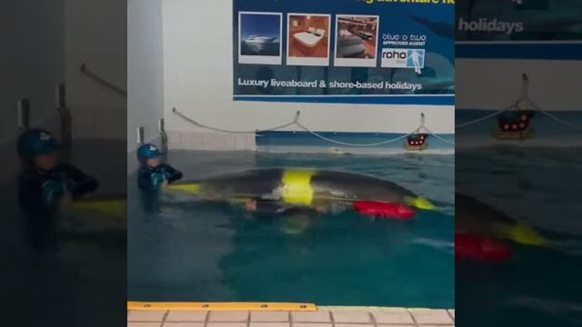 Learn To Paddle Self Rescue And Rolling Drills | Pyranha Machno, Burn And The New Scorch (New Video смотреть онлайн