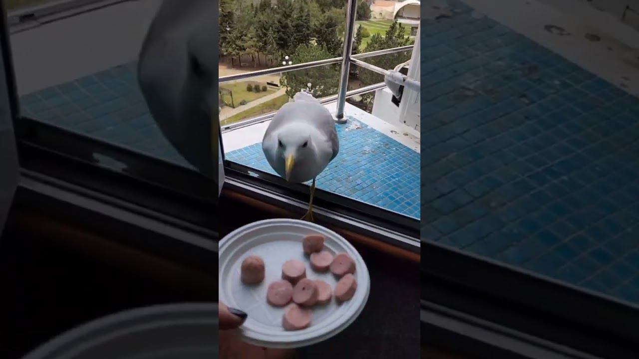 В большой семье - клювом не щёлкают!!!#shotrs #приколы #март2024 #севастополь #чайка смотреть онлайн