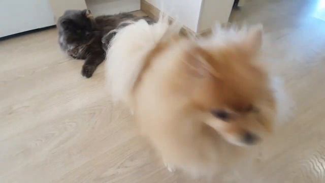 Мнение Баси об игрушках с АлиЭкспресс! смотреть онлайн