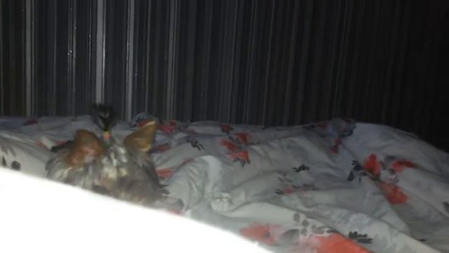 ВЕСЕЛЫЙ ИГРУЧИЙ ЙОРК:-) смотреть онлайн