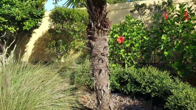 Trachycarpus fortunei - The Chinese Windmill Palm. смотреть онлайн