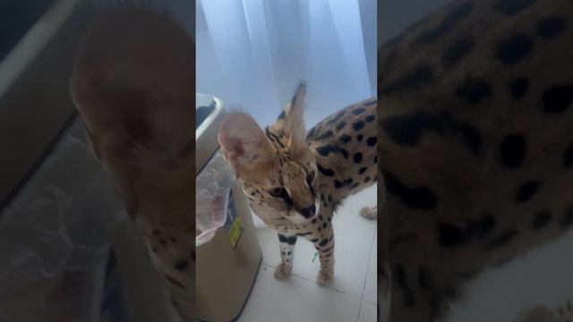 У сериалов , интеллект ощутимее больше , чем у кошек 🐱 смотреть онлайн