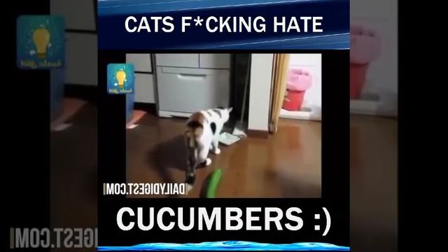 Funny Cats hate the cucumbers :) смотреть онлайн
