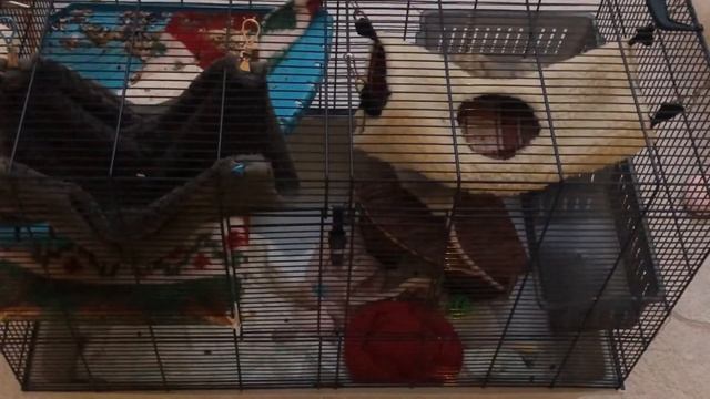 УБОРКА У КРЫС В КЛЕТКАХ!?✨ смотреть онлайн