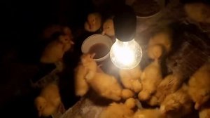 Как ухаживать за утятами?