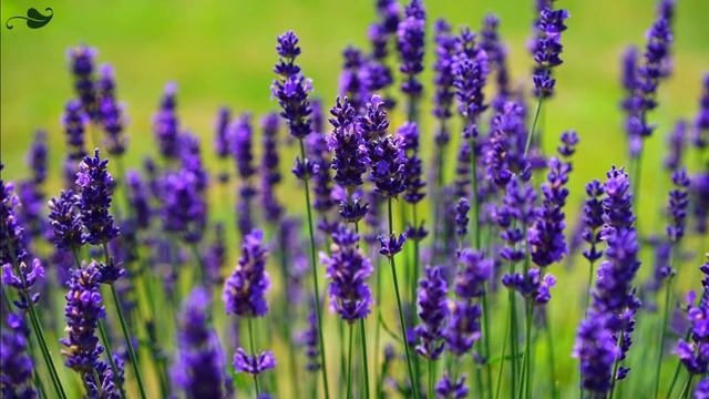 5 Facts for Growing Lavender | Lavender FAQs at The Pavilion Cork смотреть онлайн