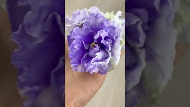 LE-Kristina, standart menekşe/фиалка ЛЕ-Кристина смотреть онлайн