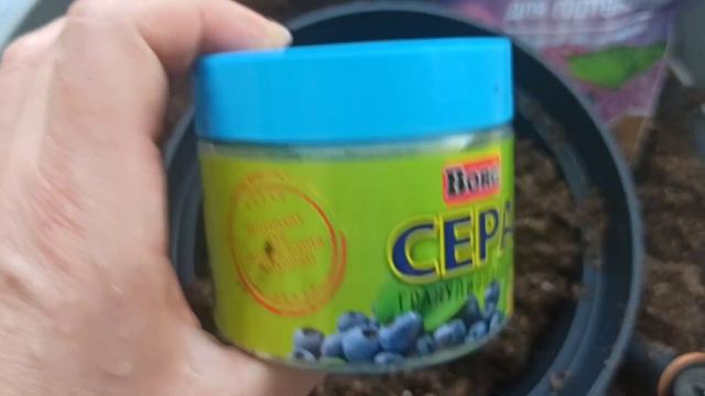 пересадка гортензии в больший горшок. смотреть онлайн