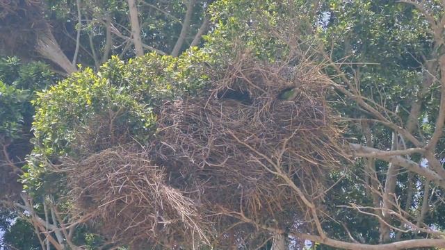 ? Tenerife short. Kingdom of parrots. Costa del Silencio. Arona. Spain. 4K смотреть онлайн