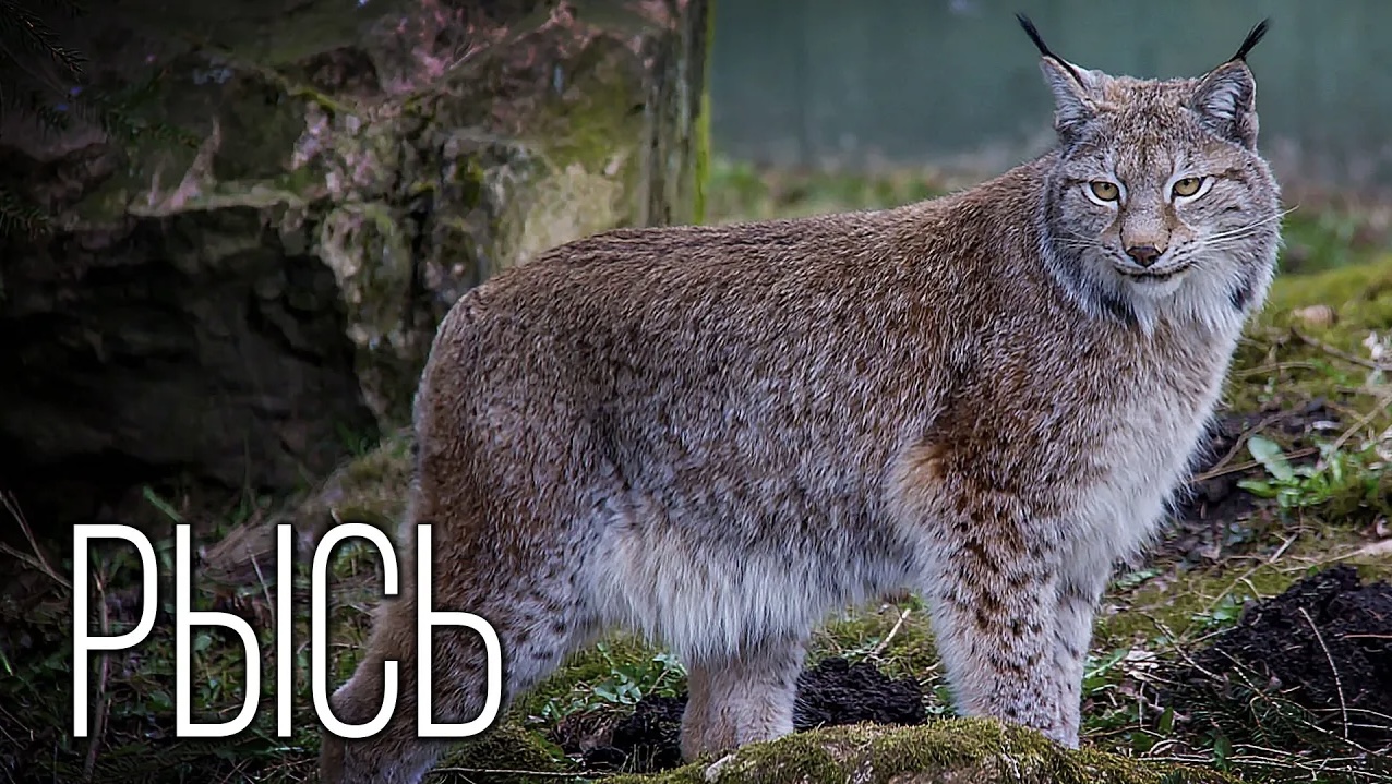 Рысь: Бесхвостая кошка с кисточками | Интересные факты про рысь | смотреть онлайн