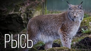 Рысь: Бесхвостая кошка с кисточками | Интересные факты про рысь |