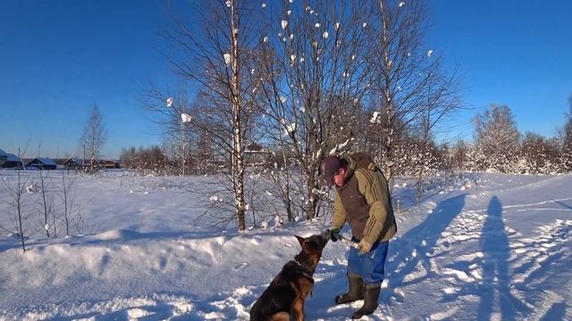 Немецкая овчарка. Плюсы породы. смотреть онлайн