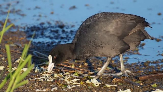 Лысуха Eurasian coot смотреть онлайн