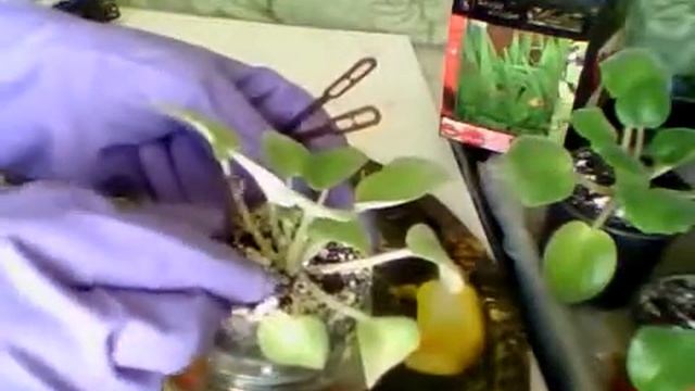 19.04 Фиалка Барби