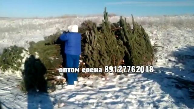 Сосна новогодняя оптом ☎️89127762018 ➡️ Telegram: https://t.me/elkirussia смотреть онлайн
