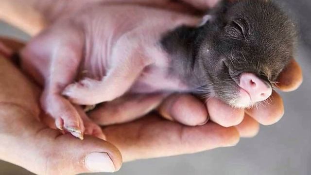 Минипиги. История создания смотреть онлайн