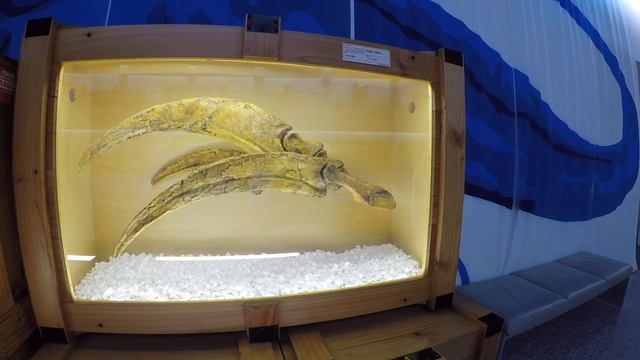 Dinosaurs Museum In Fukui/музей динозавров