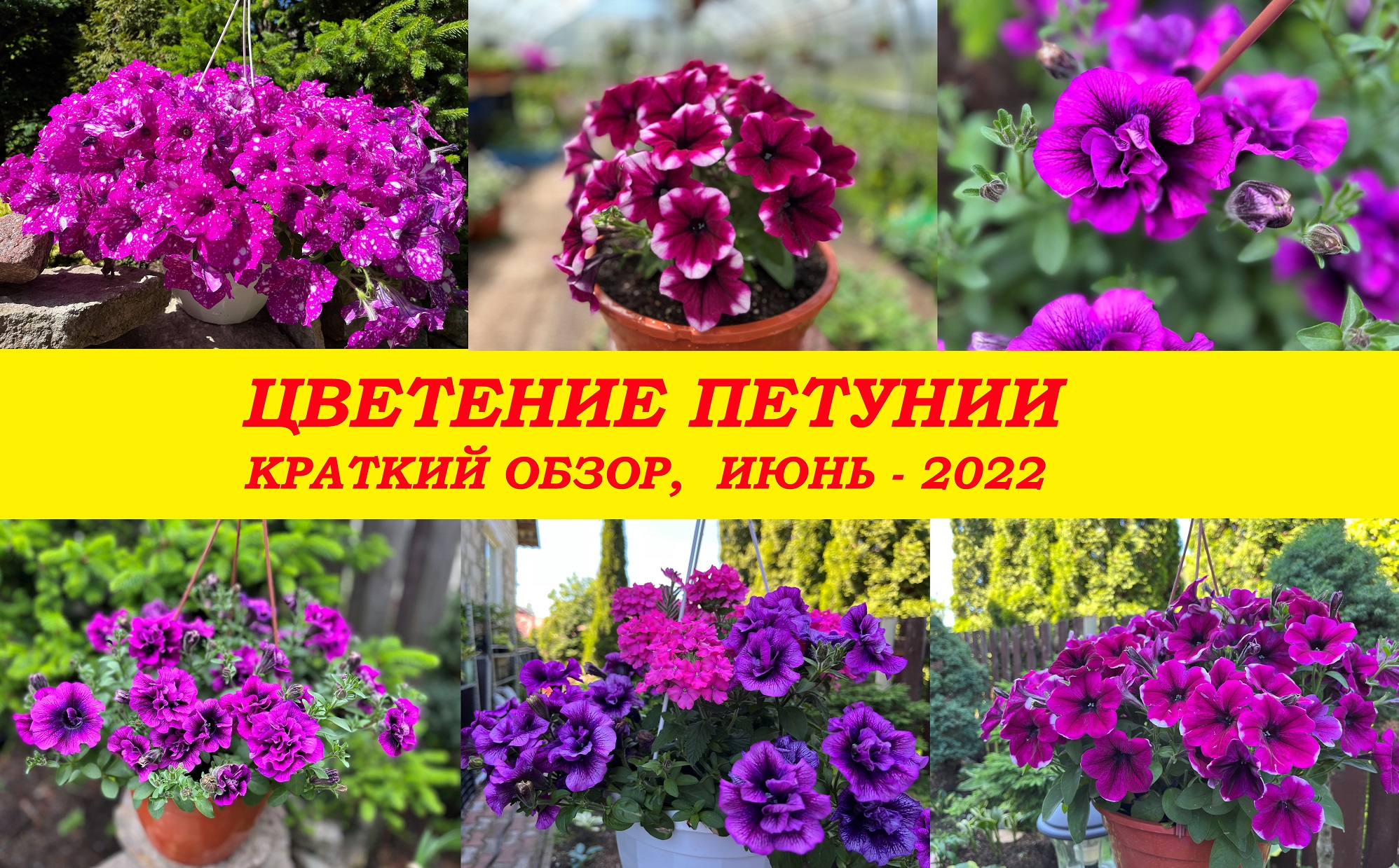 Цветение петуний (краткий обзор), ЛЕТО-2022 смотреть онлайн