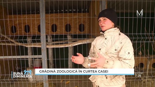 Grădină zoologică în curtea casei смотреть онлайн