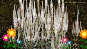 Вероникаструм виргинский Альбум. Краткий обзор, описание veronicastrum virginicum Album