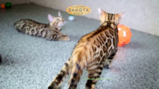 Будни питомника бенгальской кошки Dakota Gold конец первого месяца лета, 2 смотреть онлайн