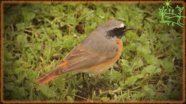 Голоса птиц Как поёт Горихвостка обыкновенная (Phoenicurus phoenicurus).mp4 смотреть онлайн