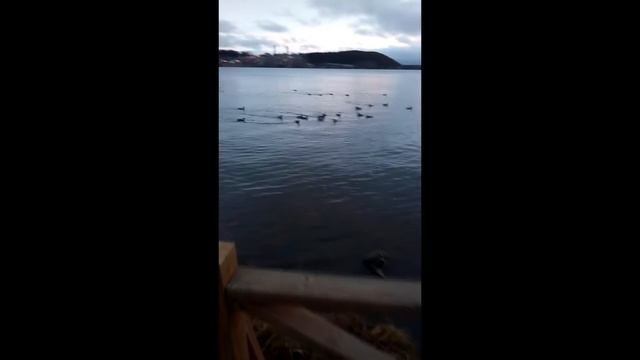 УТКИ в пруду смотреть онлайн