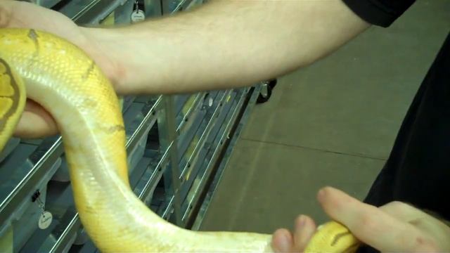 World's First Carmel Albino Spider Ball Python - update vid смотреть онлайн