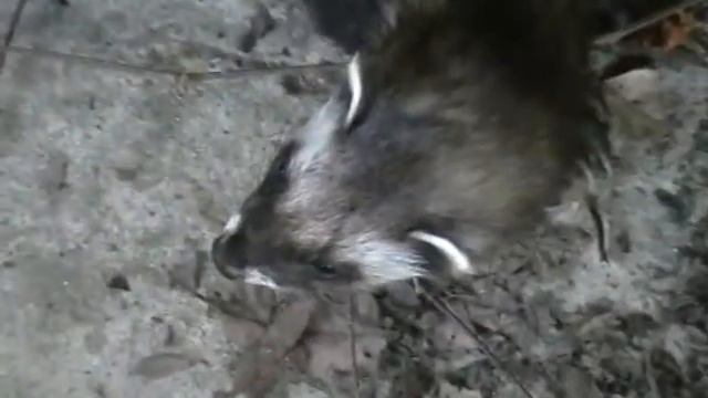 Ты кто, Киса? смотреть онлайн