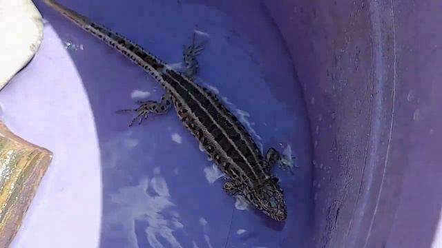 Купание прыткой ящерицы! Можно ли купать ящериц? Прыткая ящерица. Содержание прыткой ящерицы! смотреть онлайн