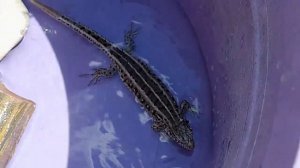 Купание прыткой ящерицы! Можно ли купать ящериц? Прыткая ящерица. Содержание прыткой ящерицы!