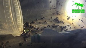 Harpegnathos saltator (Салтаторы) в России