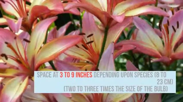 Lilium Growing Guide (Lily) - All You Need to Know to Get Started - by Gardener's HQ смотреть онлайн