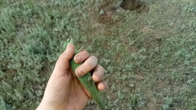 Обитатели нижнего Поволжья (2 часть) смотреть онлайн