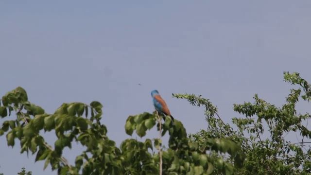 Алматы. Птица Сизоворонка. смотреть онлайн