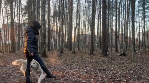 Дрессировка собак. Похвала и маркер продолжения действия.