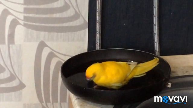 Какарик. Как купается попугай какарик