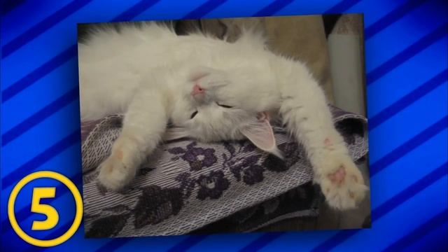 10 ФАКТОВ О ВАШИХ КОШКАХ смотреть онлайн