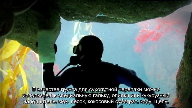 Нужен ли сухопутной черепахе грунт? смотреть онлайн