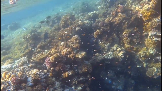 Бухта Абу Даббаб южный риф (риф отеля Malikia Resort Abu Dabbab 5*) Abu Dabbab bay south reef смотреть онлайн