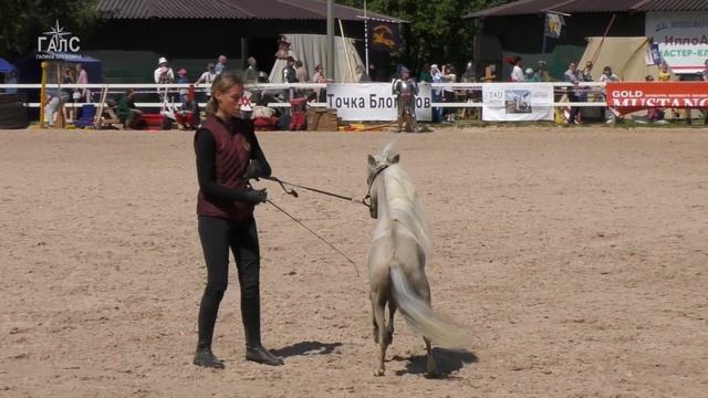 АМЕРИКАНСКИЕ МИНИАТЮРНЫЕ лошади #ИППОсфера Парад пород смотреть онлайн