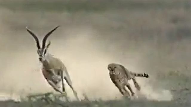 Как быстро бегает леопард смотреть онлайн