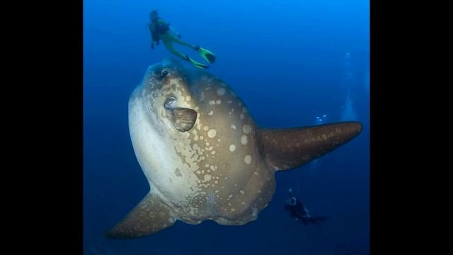 Риба-місяць (все про рибу) смотреть онлайн