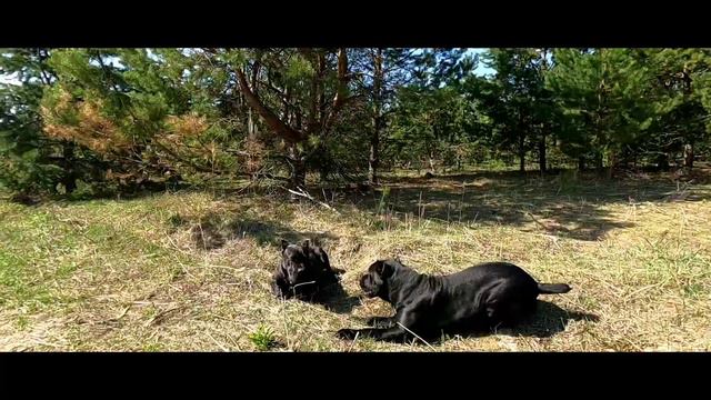 Cane Corso Vs Malinois/ Кане Корсо и малинуа