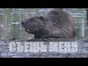 Почему я все реже стреляю бобров?