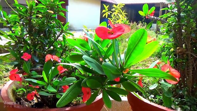 Керала. Гостиница, море, водопад, слоны, катание на лодке, аюрведа смотреть онлайн