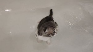 Купаем котёнка, шотландец 1 месяц.